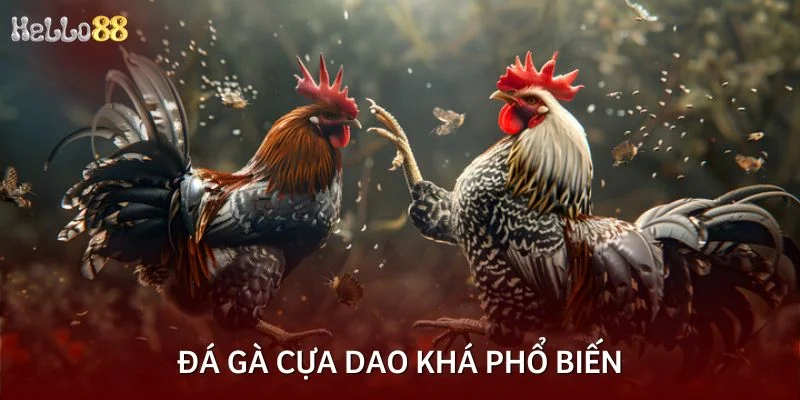 Đá gà cựa dao khá phổ biến