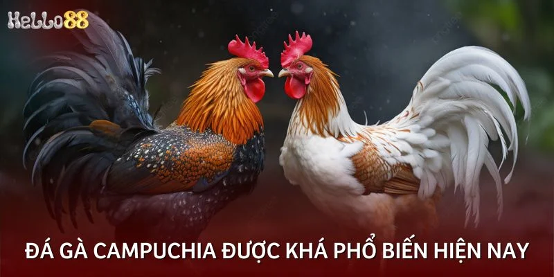 Đá gà Campuchia được khá phổ biến hiện nay