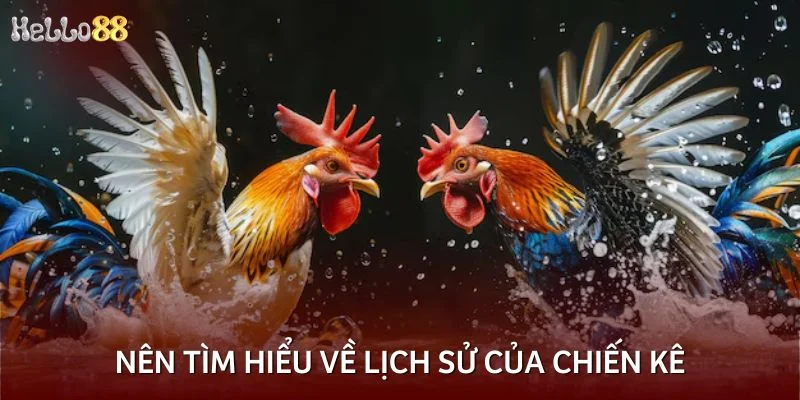 Nên tìm hiểu về lịch sử của chiến kê