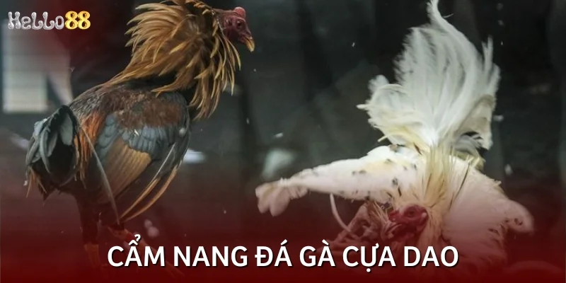 Chia sẻ kinh nghiệm chốt kèo cực chuẩn, hốt bạc nhanh chóng
