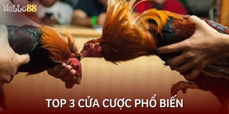Top 3 cửa cược phổ biến trong đá gà cựa dao