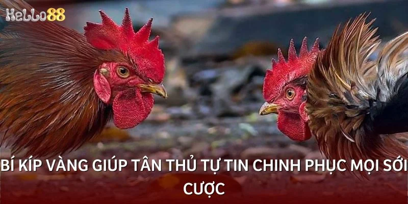 Bí kíp vàng giúp tân thủ tự tin chinh phục mọi sới cược