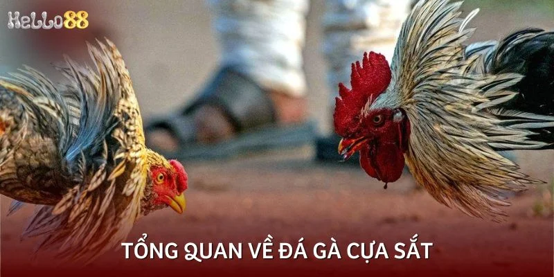 Tổng quan về đá gà cựa sắt