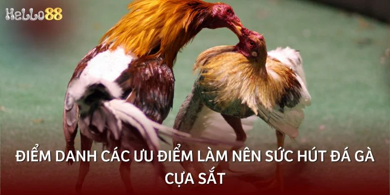 Điểm danh các ưu điểm làm nên sức hút đá gà cựa sắt