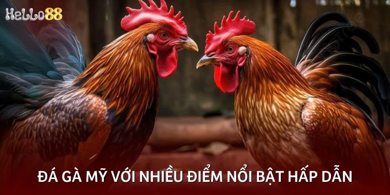 Đá gà Mỹ với nhiều điểm nổi bật hấp dẫn