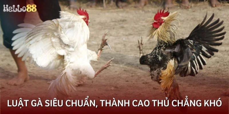 Luật gà siêu chuẩn, thành cao thủ chẳng khó