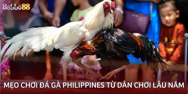 Hé lộ mẹo chơi đá gà Philippines từ dân chơi lâu năm