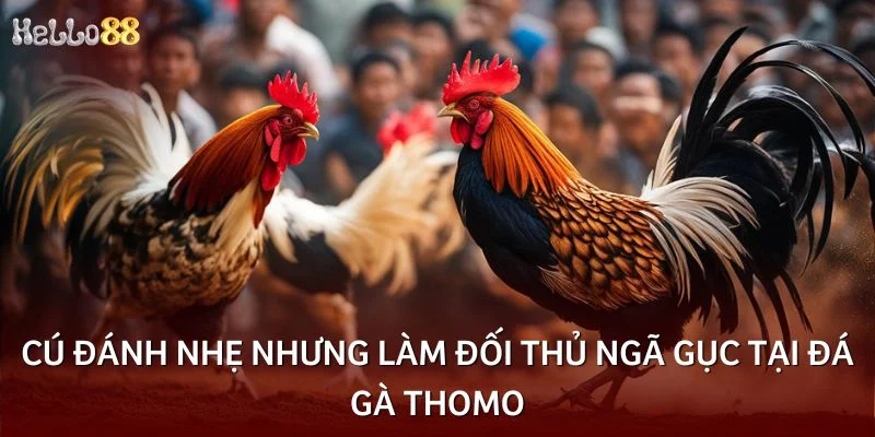 Cú đánh nhẹ nhưng làm đối thủ ngã gục tại đá gà thomo