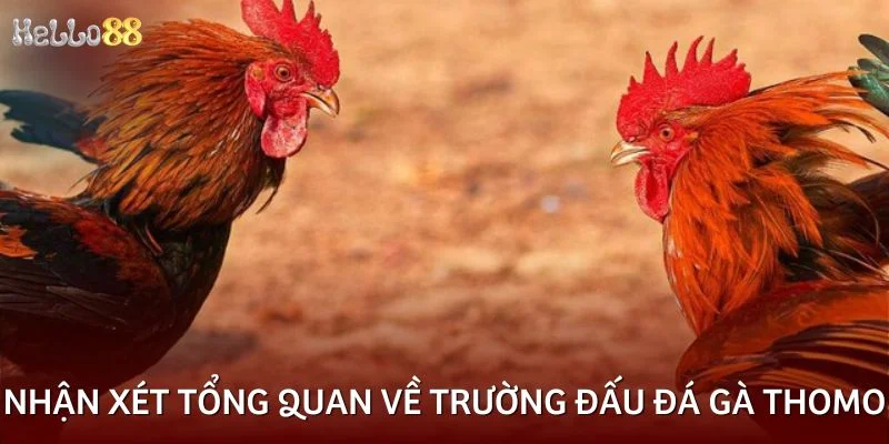 Nhận xét tổng quan về trường đấu đá gà Thomo