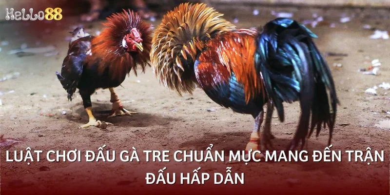 Luật chơi đấu gà tre chuẩn mực mang đến trận đấu hấp dẫn