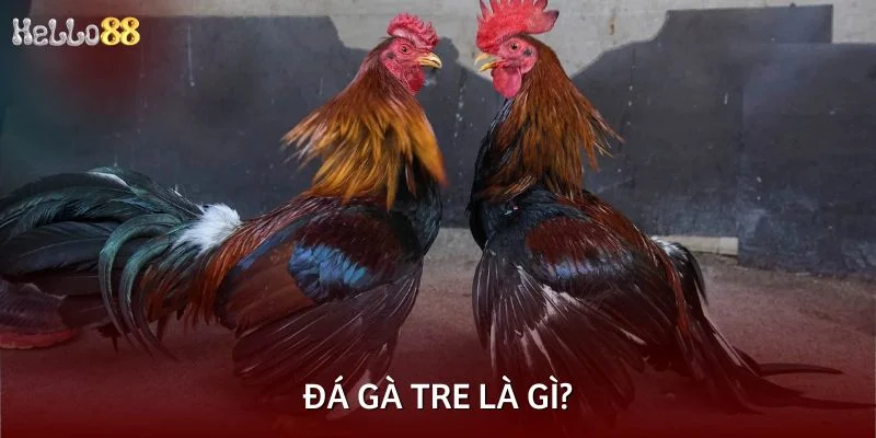Đá gà tre là gì?